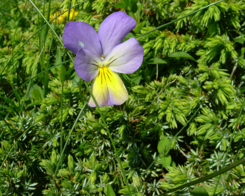 Viola calcarata